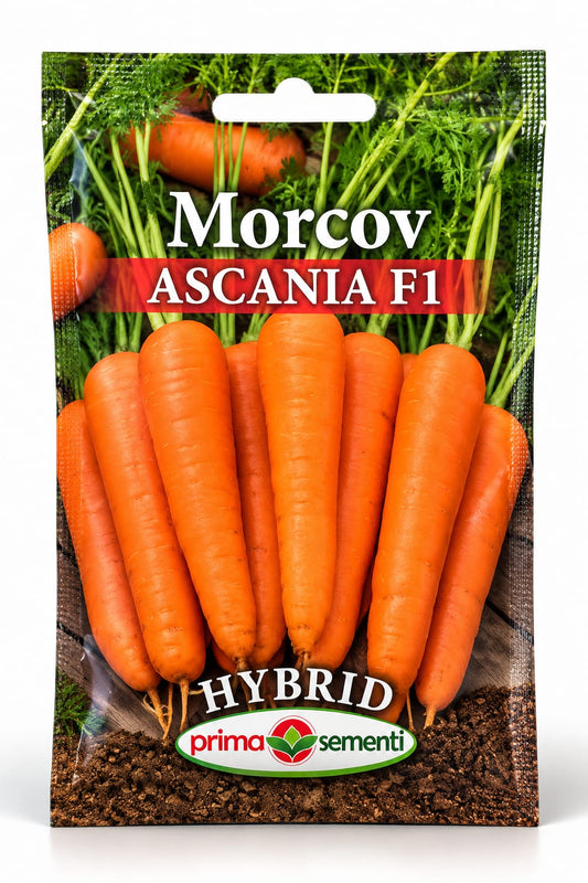 MORCOV ASCANIA F1 – UNIFORMITATE ȘI ASPECT COMERCIAL DEOSEBIT!
