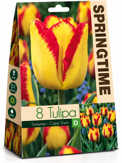 Bulbi de lalele – diverse soiuri și culori, 8 bulbi/pachet