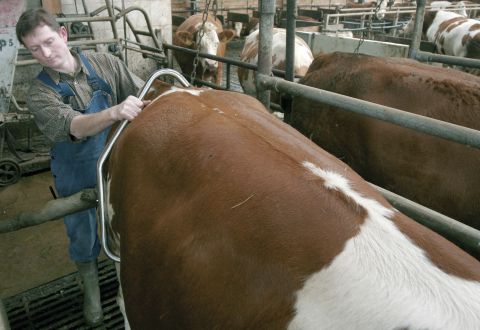 Dispozitiv contenție bovine