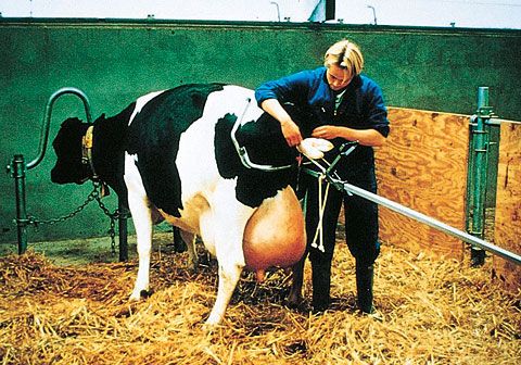Forceps bovine VINK 180cm